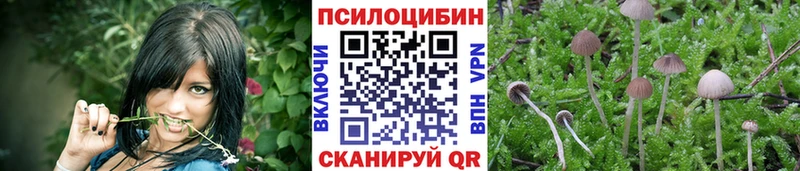 Купить  Костомукша  Псилоцибиновые грибы Cubensis 